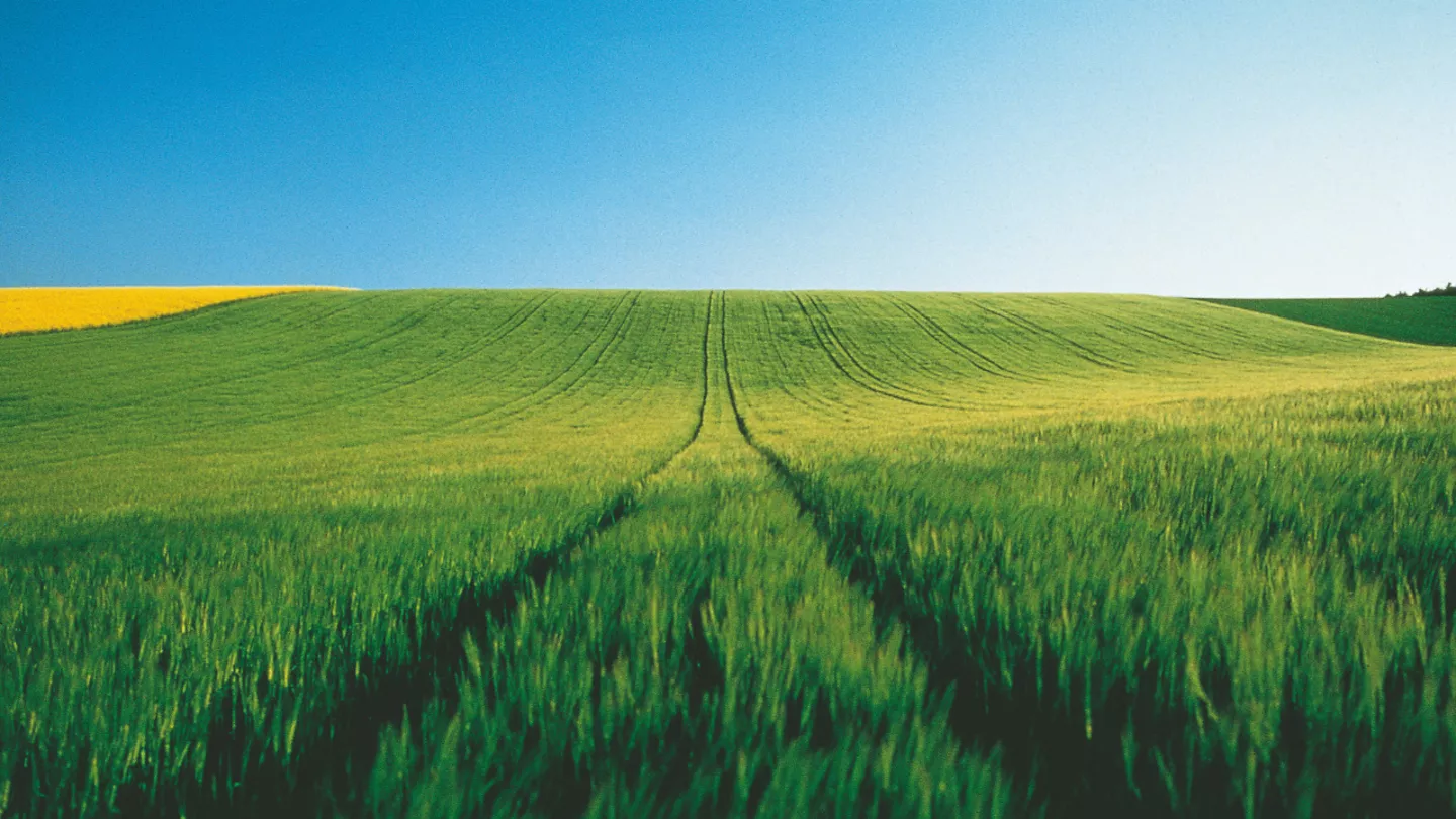 crop protection in forage cereals